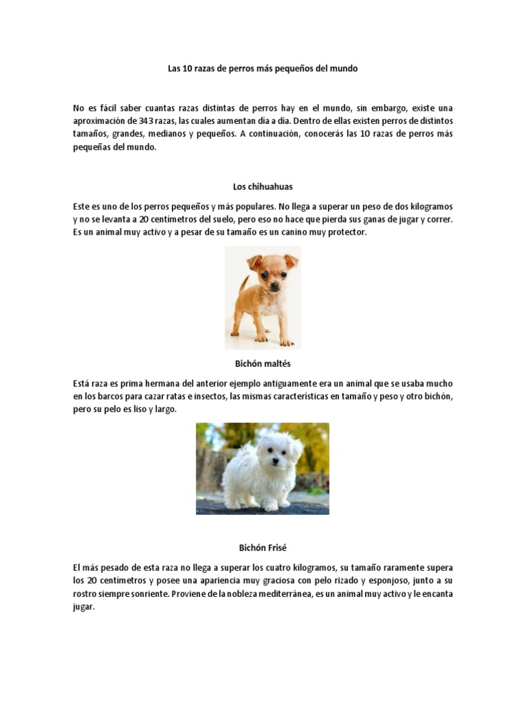 10 Razas de Perros Pequeños del Mundo | PDF | Yorkshire Terrier | Terriers, image size:768x1024