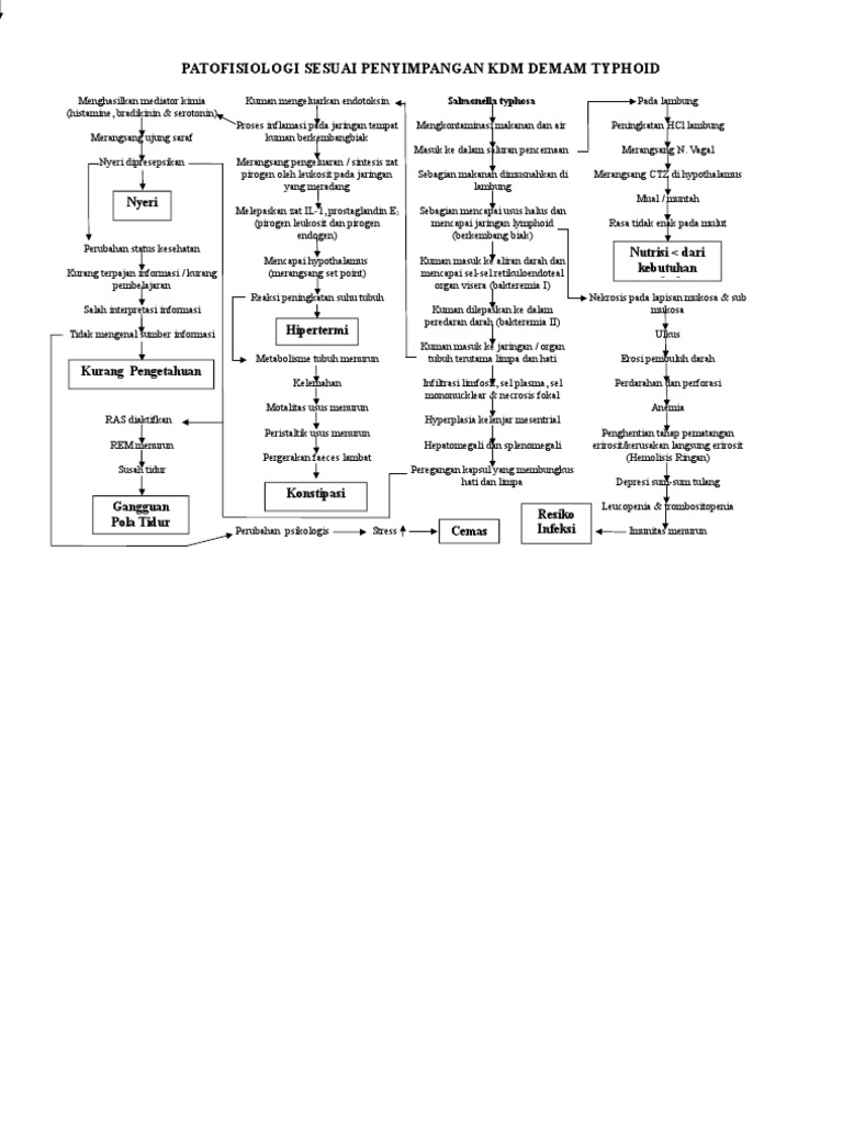 Patofisiologi Demam Tifoid | PDF