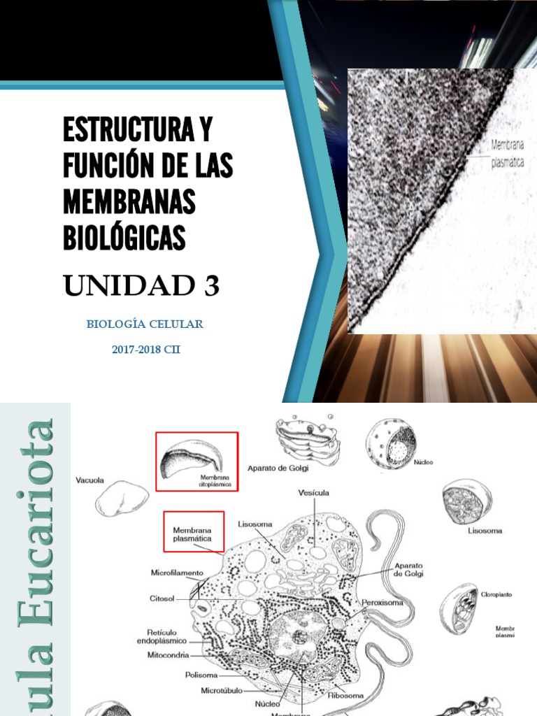 Unidad 3 Estructura Y Función De Las Membranas Biológicas Pdf