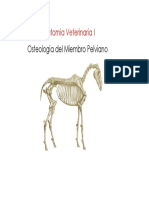 28315481-Osteologia-Miembro-pelviano.pdf