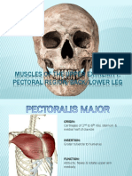 Muscles of The Upper Extremity, Pectoral Region/Back/Lower Leg
