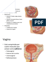 Vagina