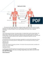 Muscular System: Manuel, April Rose L. AR11FA2