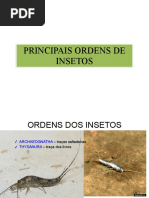 Principais Ordens Dos Insetos