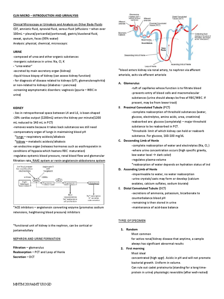 Clin Micro - Introduction and Urinalysis | PDF | Kidney | Animal Anatomy