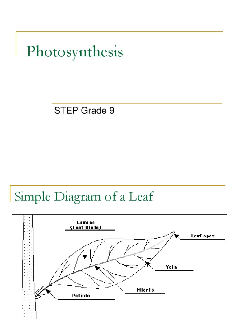 Photosynthesis: STEP Grade 9 | Download Free PDF | Chloroplast ...