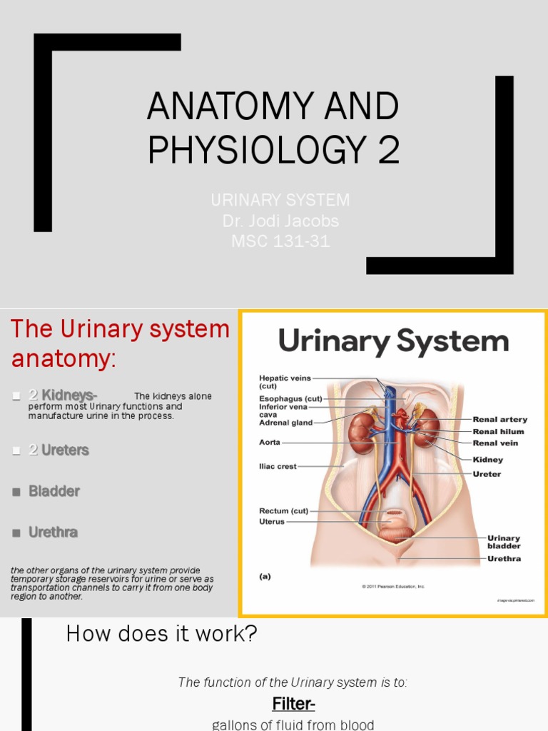 Urinary System Anatomy and Functions | PDF | Kidney | Urinary System