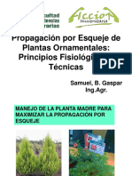 EsquejeII PDF