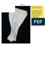 OSTEOLOGÍA EQUINOS