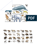 animals.docx