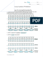 Protein Synthesis Wkst Key