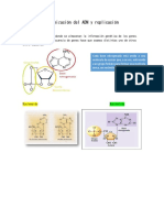 Organización Del ADN y Replicación