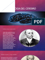 Fisiologia Del Cerebro 