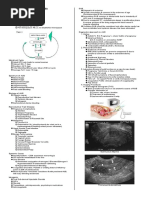 Obgyn Mnemonics | PDF | Childbirth | Miscarriage