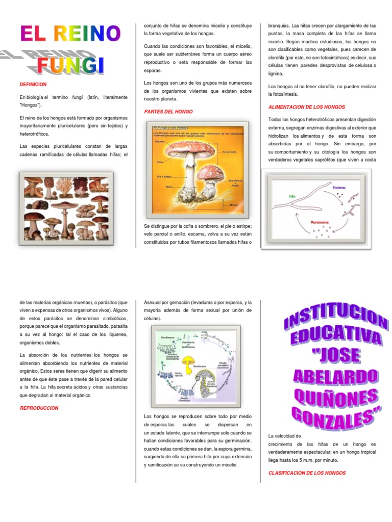 Triptico El Reino Fungi | PDF | Hongo | Organismos