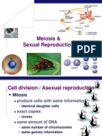 Meiosis AP Biology