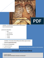 Sistema respiratório: estruturas e funções