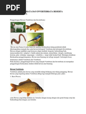 880 Hewan Vertebrata Dan Invertebrata Beserta Gambar Hd Gambar