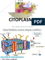 Citoplasma