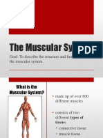 Goal: To Describe The Structure and Function of The Muscular System