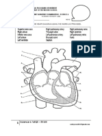 Instructions: Label The Heart Diagram Using The Word List Provided
