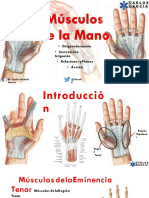 Músculos de la mano: origen, inserción, acción e inervación