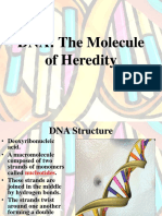 DNA: The Molecule of Heredity