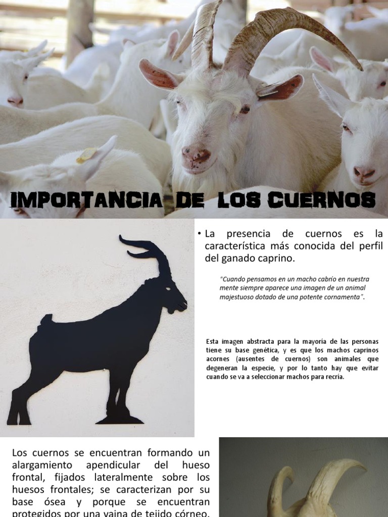 La importancia de los cuernos en los caprinos y el Síndrome Intersexual ...