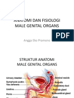 Male Organ Anatomy
