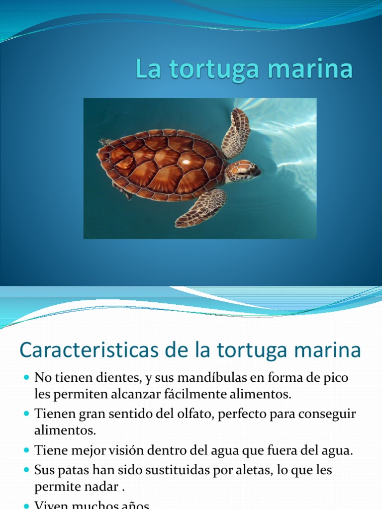 distrito Meandro doce La Tortuga Marina | PDF