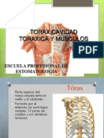 Anatomía Tórax