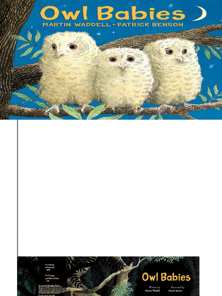 Owl learning image