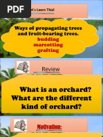 Ways of Propagating Trees and Fruit-Bearing Trees.: Let's Learn This!