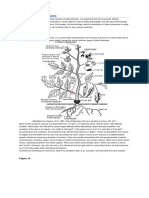 Plant Diseases