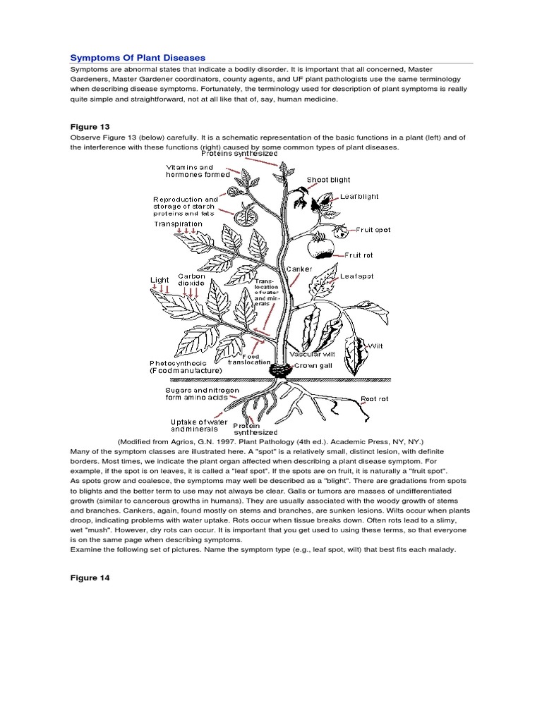 Plant Diseases | PDF | Plant Pathology | Fungus
