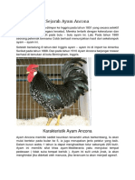 Ayam Ancona