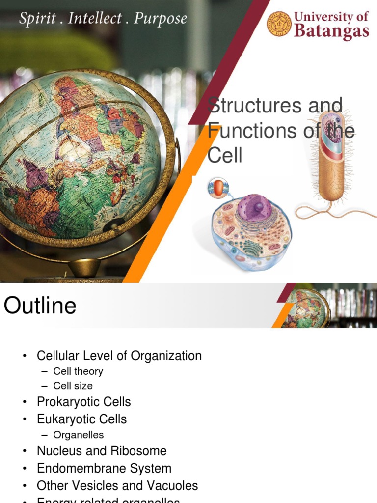 Cell Structures and Functions Explained | PDF | Endoplasmic Reticulum ...