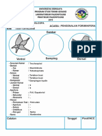 Deskripsi Hantkenina Paleotologi