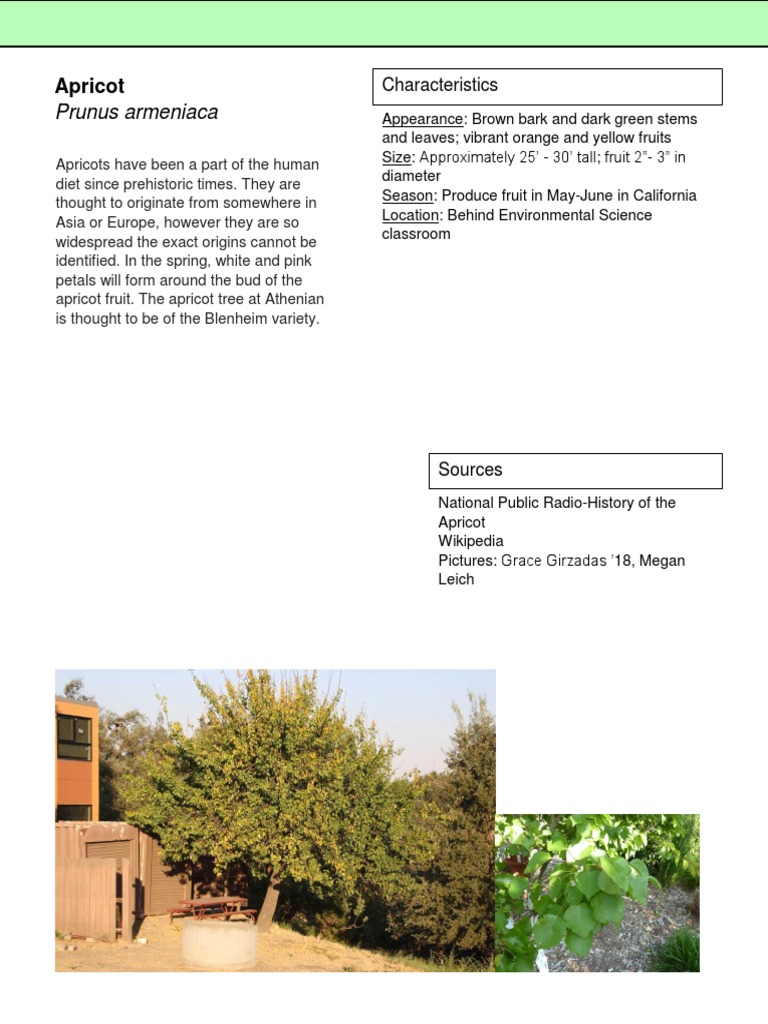 Apricot 1 | PDF