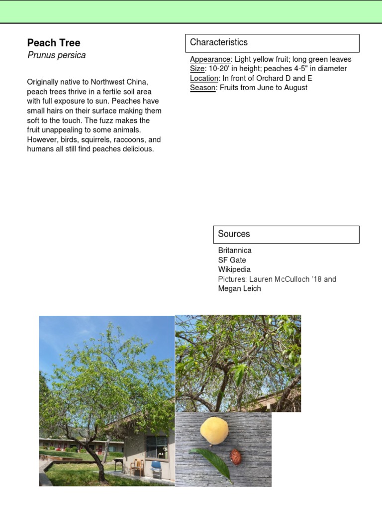 Peach Tree Characteristics and Facts | PDF
