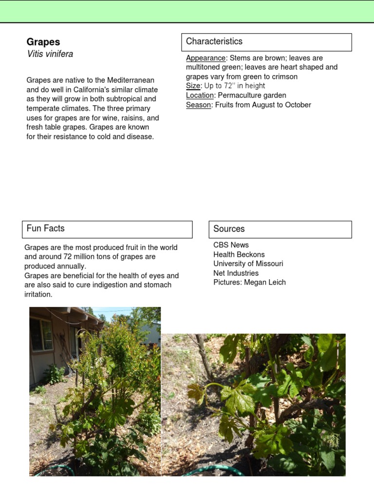 Grapes 1 | PDF