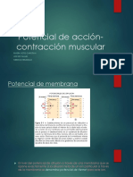 Potencial de Acción - Contracción Muscular