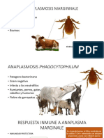 Inmunología anaplasma 