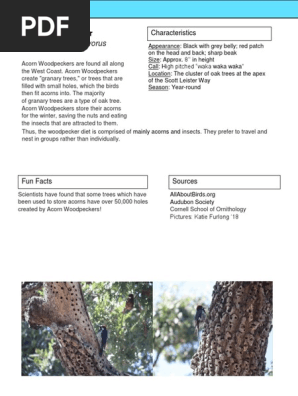 acorn woodpecker 1