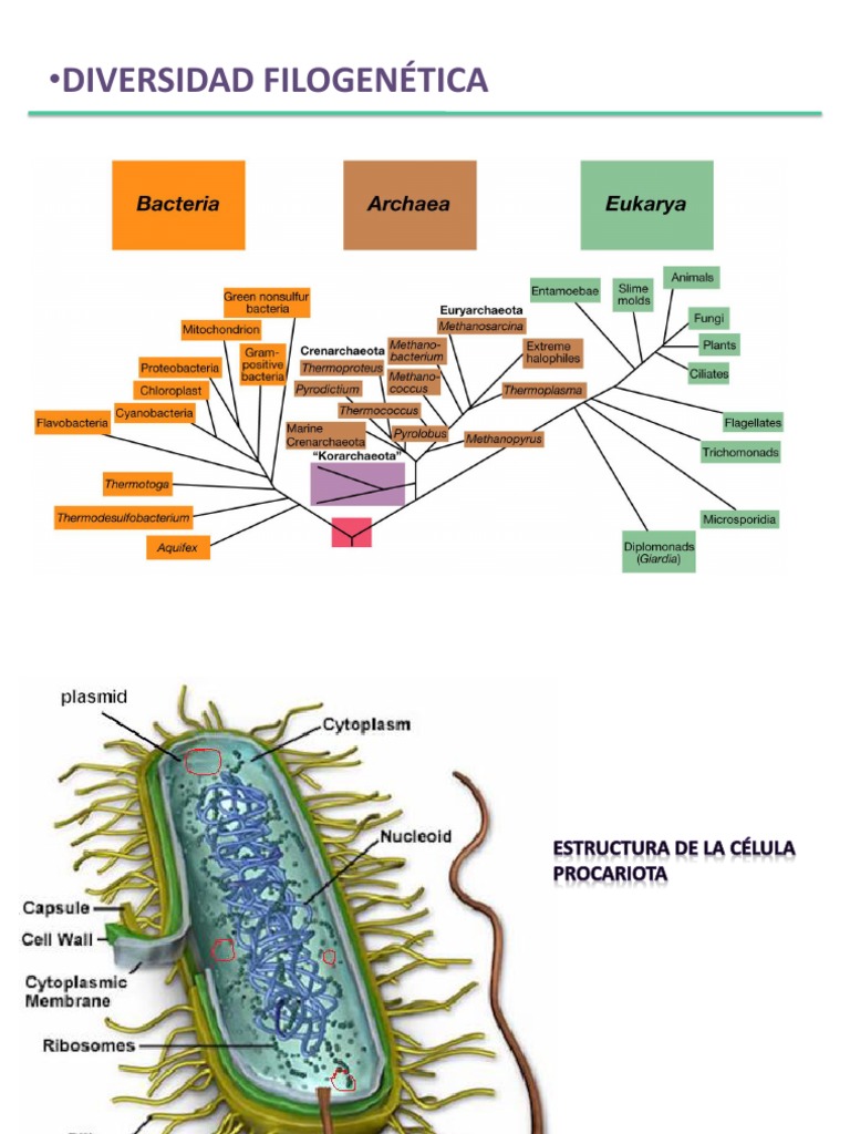 Divers I Dad | PDF | Las bacterias | Archaea