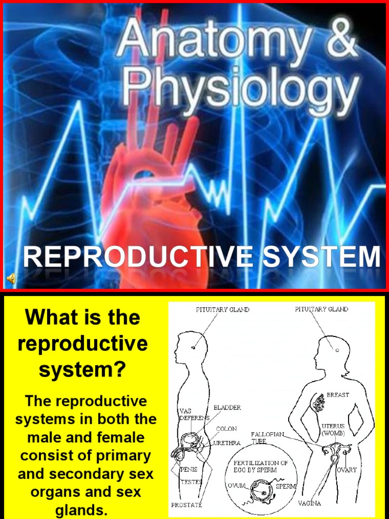 Overview of Human Reproductive Anatomy | PDF | Uterus | Implantation ...