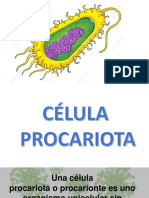 Células procariotas.pptx