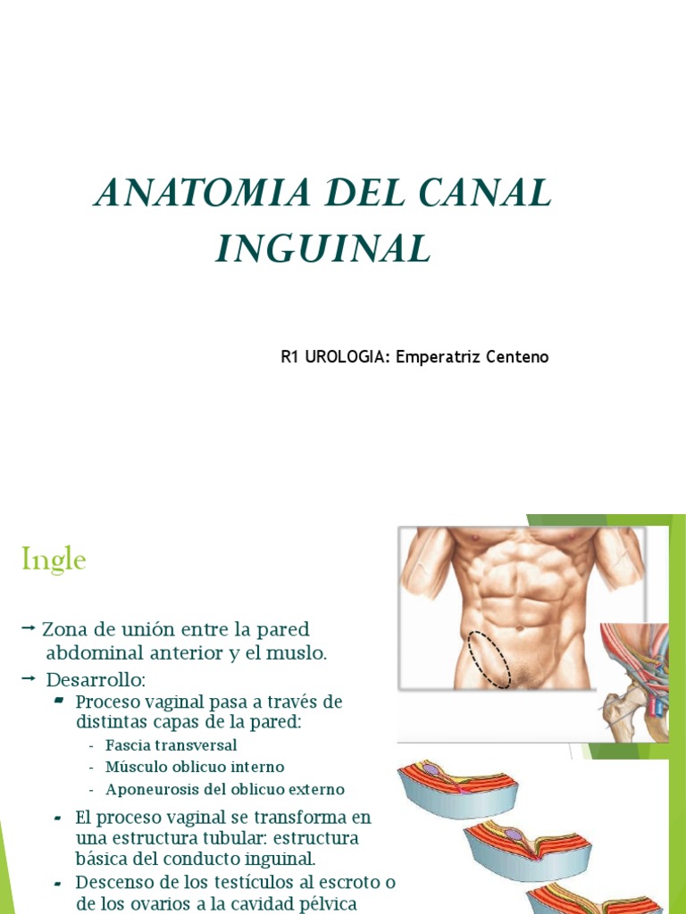 Canal Inguinal | PDF | Abdomen | Especialidades Medicas