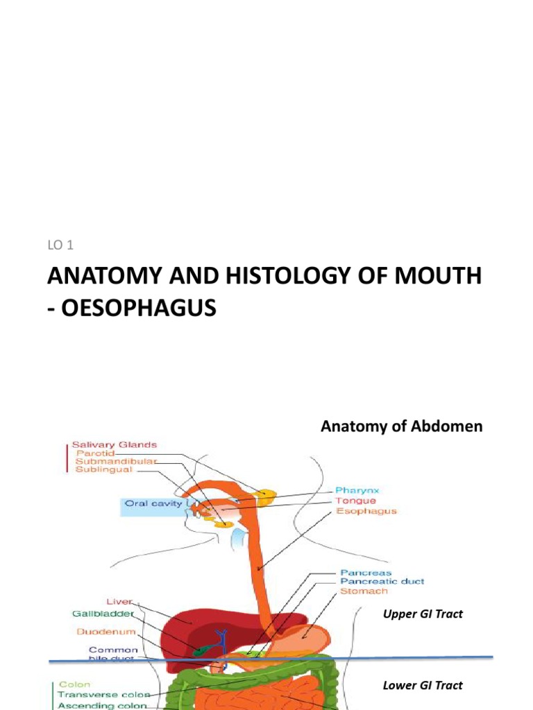 Esophagus Anatomy and Disorders Overview | PDF | Esophagus ...