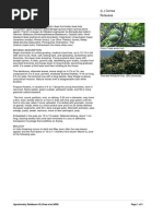 Vesi Tree: Intsia bijuga Overview | PDF | Earth Sciences | Trees